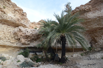 محمية جبل سمحان