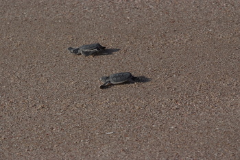 Réserve des tortues dans le gouvernorat d’Al Sharqiya Sud, Ras Al Hadd