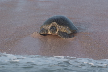 Turtle Reserve in South Al Sharqiyah Governorate