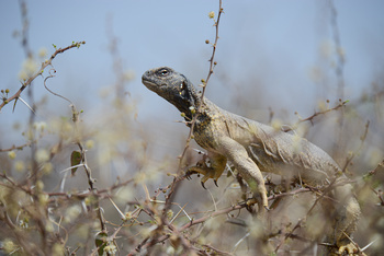 Parc naturel d\'Al Saleel