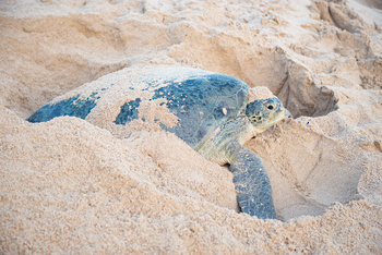 Turtle Reserve in South Al Sharqiyah Governorate