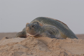 Réserve des tortues dans le gouvernorat d’Al Sharqiya Sud, Ras Al Hadd