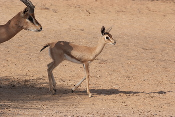 Parc naturel d\'Al Saleel