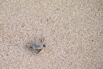 Turtle Reserve in South Al Sharqiyah Governorate