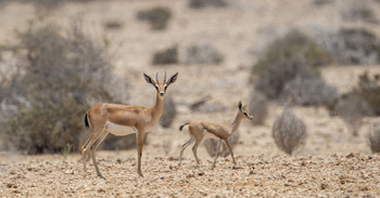  Réserve de Ras Al Shajar – Qurayat
