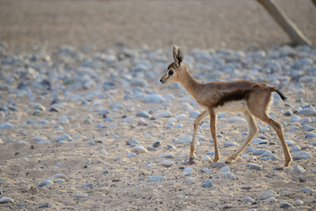 Al Saleel Natural Park Reserve