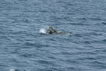Turtle Reserve in South Al Sharqiyah Governorate