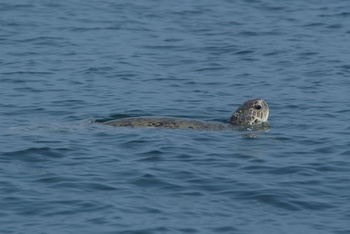 Turtle Reserve in South Al Sharqiyah Governorate