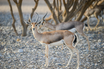 Parc naturel d\'Al Saleel