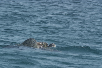 Réserve des tortues dans le gouvernorat d’Al Sharqiya Sud, Ras Al Hadd