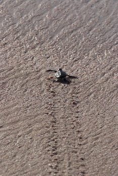 Réserve des tortues dans le gouvernorat d’Al Sharqiya Sud, Ras Al Hadd