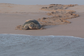 Turtle Reserve in South Al Sharqiyah Governorate