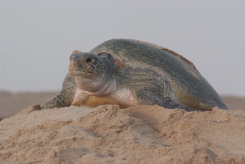 Réserve des tortues dans le gouvernorat d’Al Sharqiya Sud, Ras Al Hadd