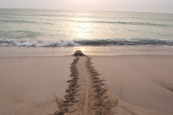 Turtle Reserve in South Al Sharqiyah Governorate