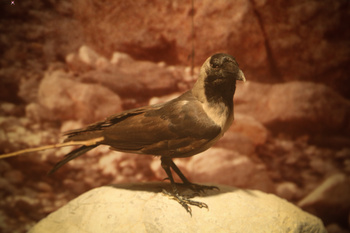 Musée d’Histoire naturelle