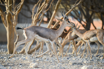 Parc naturel d\'Al Saleel