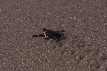 Réserve des tortues dans le gouvernorat d’Al Sharqiya Sud, Ras Al Hadd