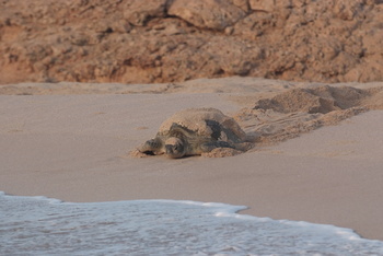 Turtle Reserve in South Al Sharqiyah Governorate