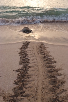 Turtle Reserve in South Al Sharqiyah Governorate
