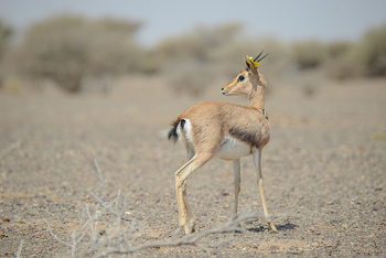 Naturschutzgebiet Al Saleel – Gouvernement Al Sharqiyah Süd