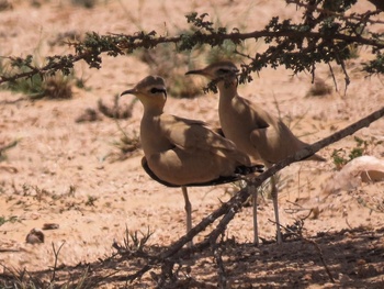 Réserve des espèces vivantes et de la vie fongique dans le gouvernorat d’Al Wusta – Hayma