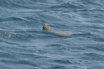 Turtle Reserve in South Al Sharqiyah Governorate