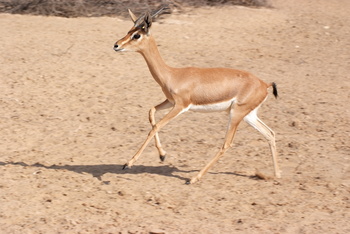 حديقة السليل الطبيعية