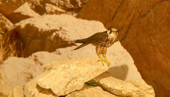 Musée d’Histoire naturelle