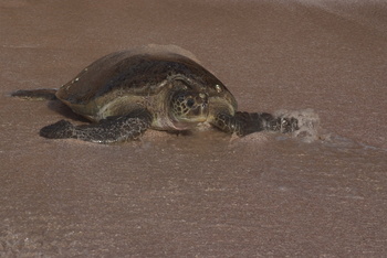 Turtle Reserve in South Al Sharqiyah Governorate