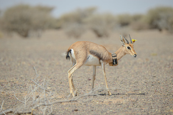 Parc naturel d\'Al Saleel