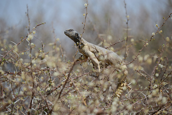 Parc naturel d\'Al Saleel