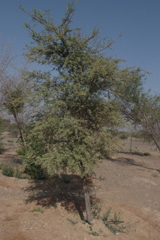 Parc naturel d\'Al Saleel