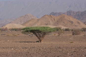 Parc naturel d\'Al Saleel