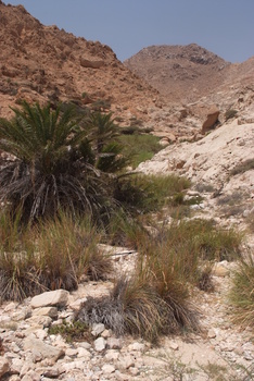 محمية جبل سمحان