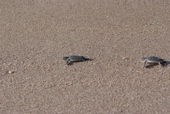 Turtle Reserve in South Al Sharqiyah Governorate