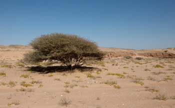 محمية الاراضي الرطبة