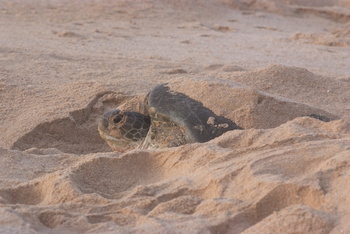 Turtle Reserve in South Al Sharqiyah Governorate
