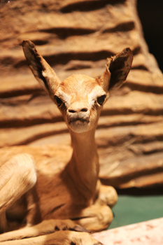 Musée d’Histoire naturelle