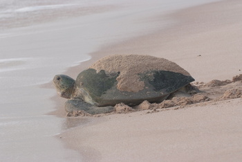 Turtle Reserve in South Al Sharqiyah Governorate