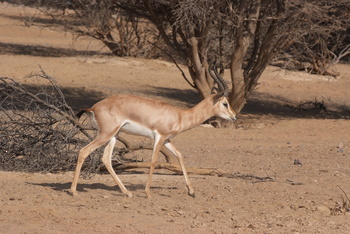 Parc naturel d\'Al Saleel