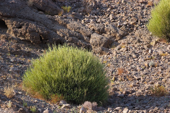 Parc naturel d\'Al Saleel