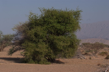 Naturschutzgebiet Al Saleel – Gouvernement Al Sharqiyah Süd