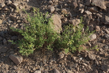 Parc naturel d\'Al Saleel
