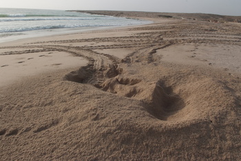 Réserve des tortues dans le gouvernorat d’Al Sharqiya Sud, Ras Al Hadd