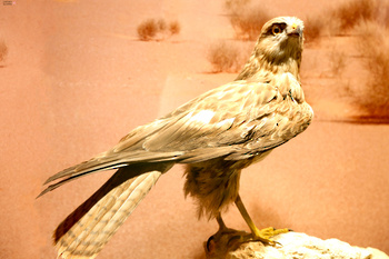 Musée d’Histoire naturelle