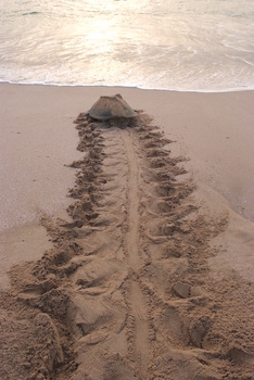 Réserve des tortues dans le gouvernorat d’Al Sharqiya Sud, Ras Al Hadd