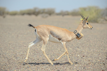 Parc naturel d\'Al Saleel