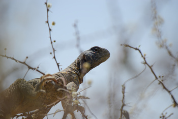 Parc naturel d\'Al Saleel