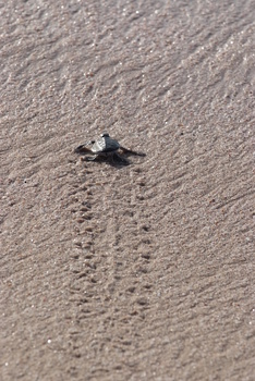 Turtle Reserve in South Al Sharqiyah Governorate