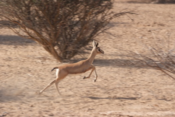 Naturschutzgebiet Al Saleel – Gouvernement Al Sharqiyah Süd